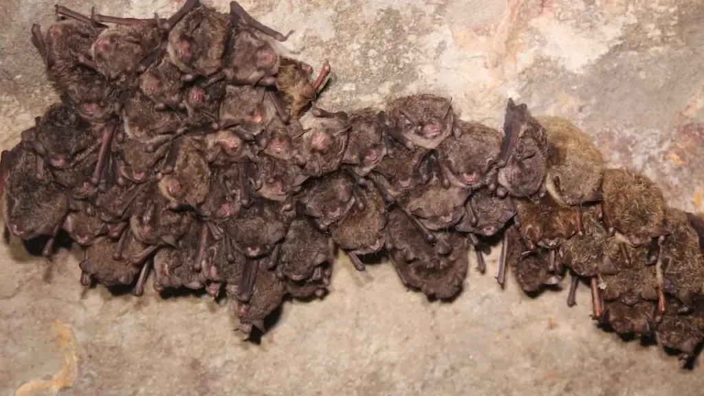bats